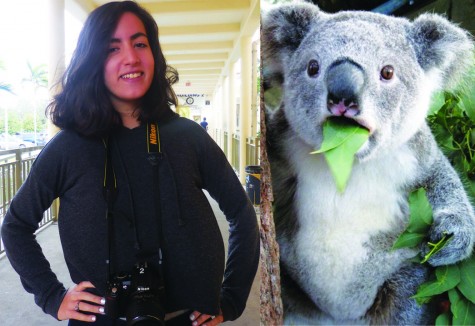 Senior Camila Dominguez compares herself to a koala because they are very funny looking and shy.