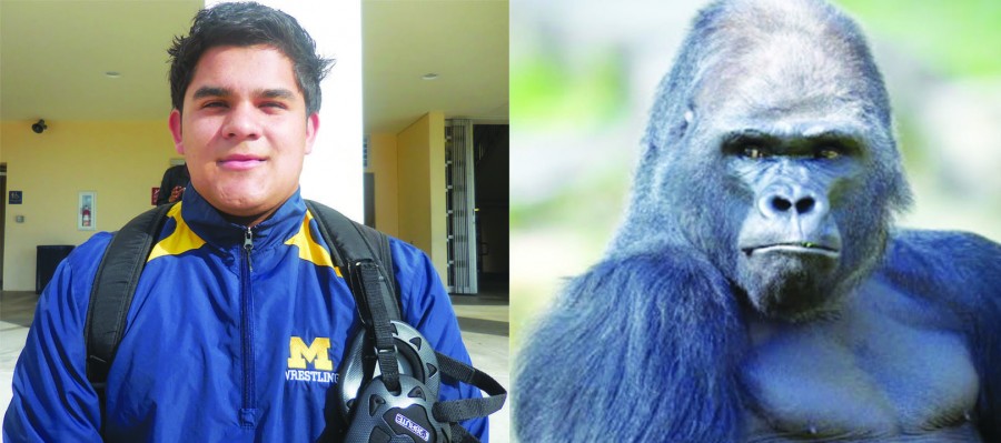Senior Oscar Quintero compares himself to a gorilla because they seem angry on the outside, but have a warm feeling on the inside.
