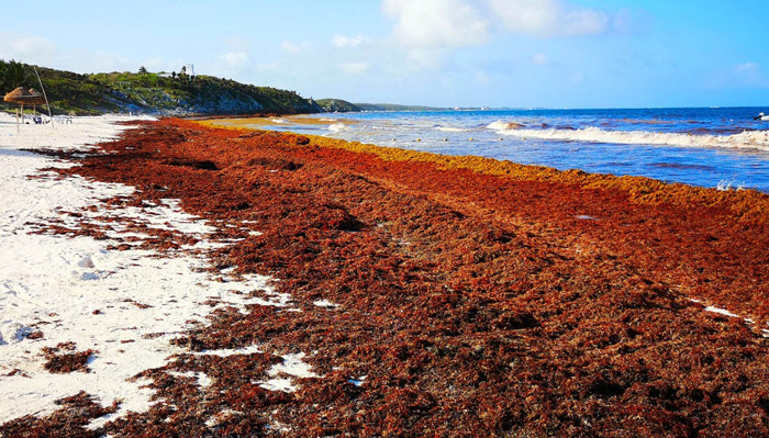 https//www.sailingscuttlebutt.com/03/20/here-comes-the-sargassum > 
A large pile of sargassum on the beach.