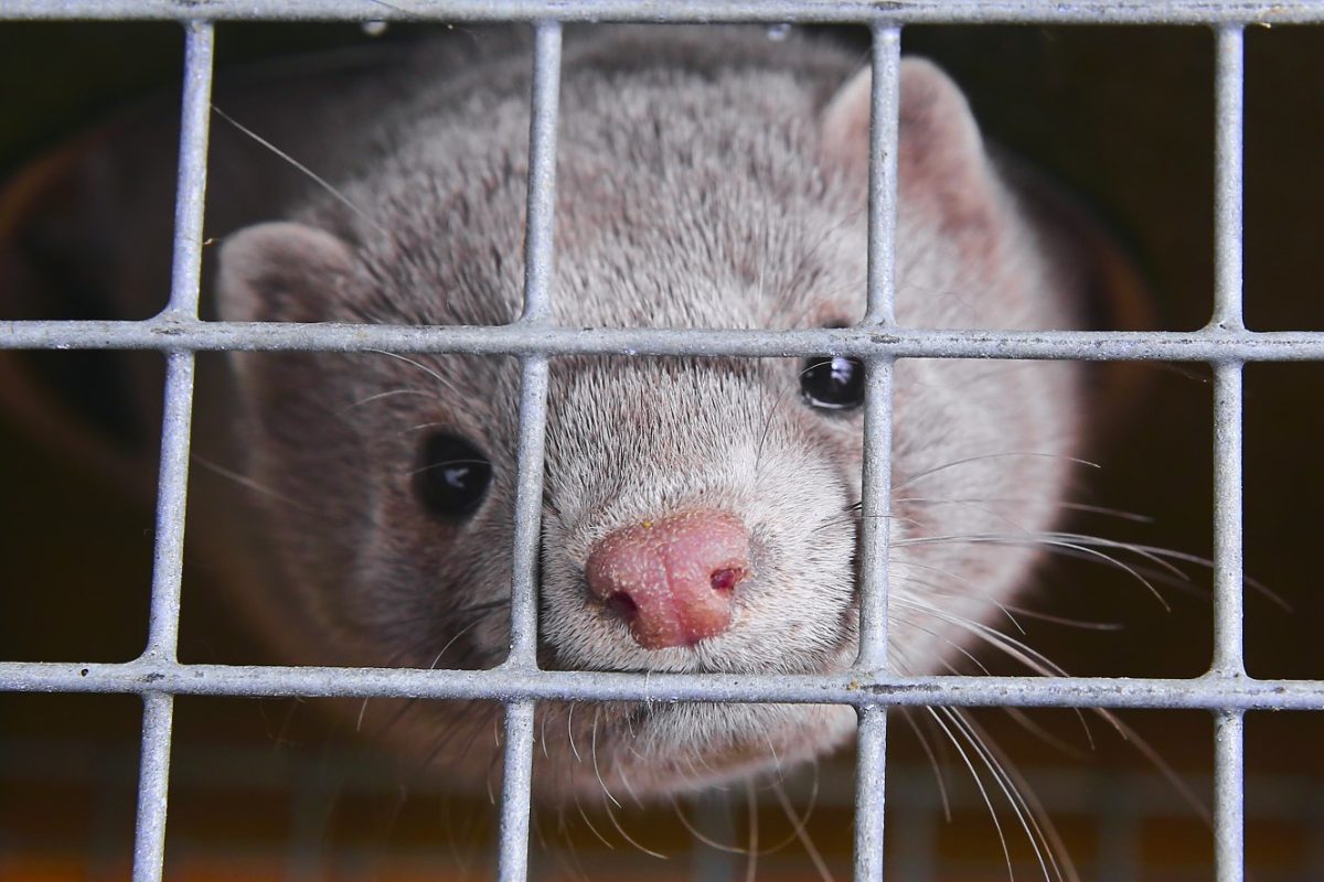 A mink in a cage. A commonly abused animal in the Fashion World.
