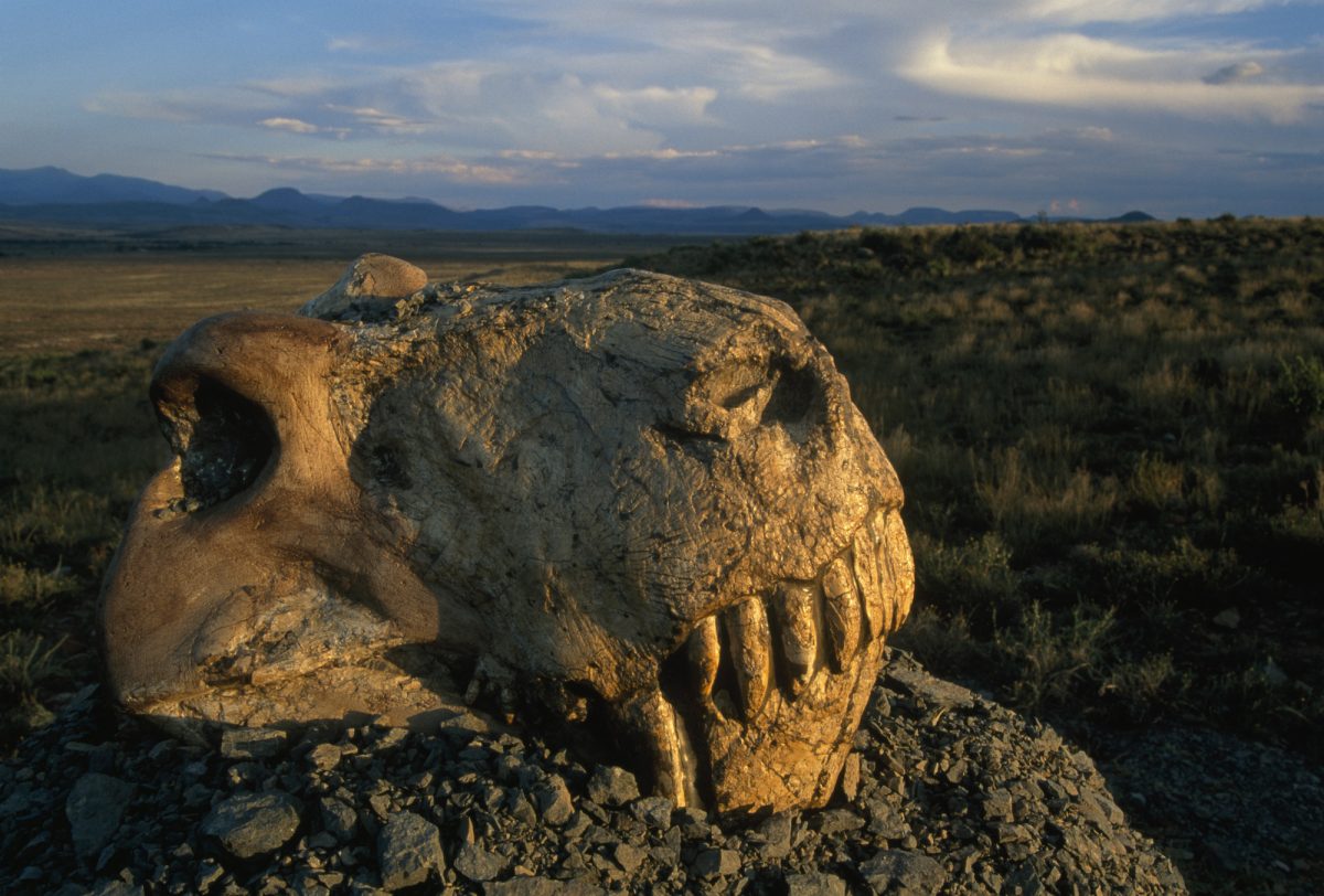 Diverse Extinction Around The Globe